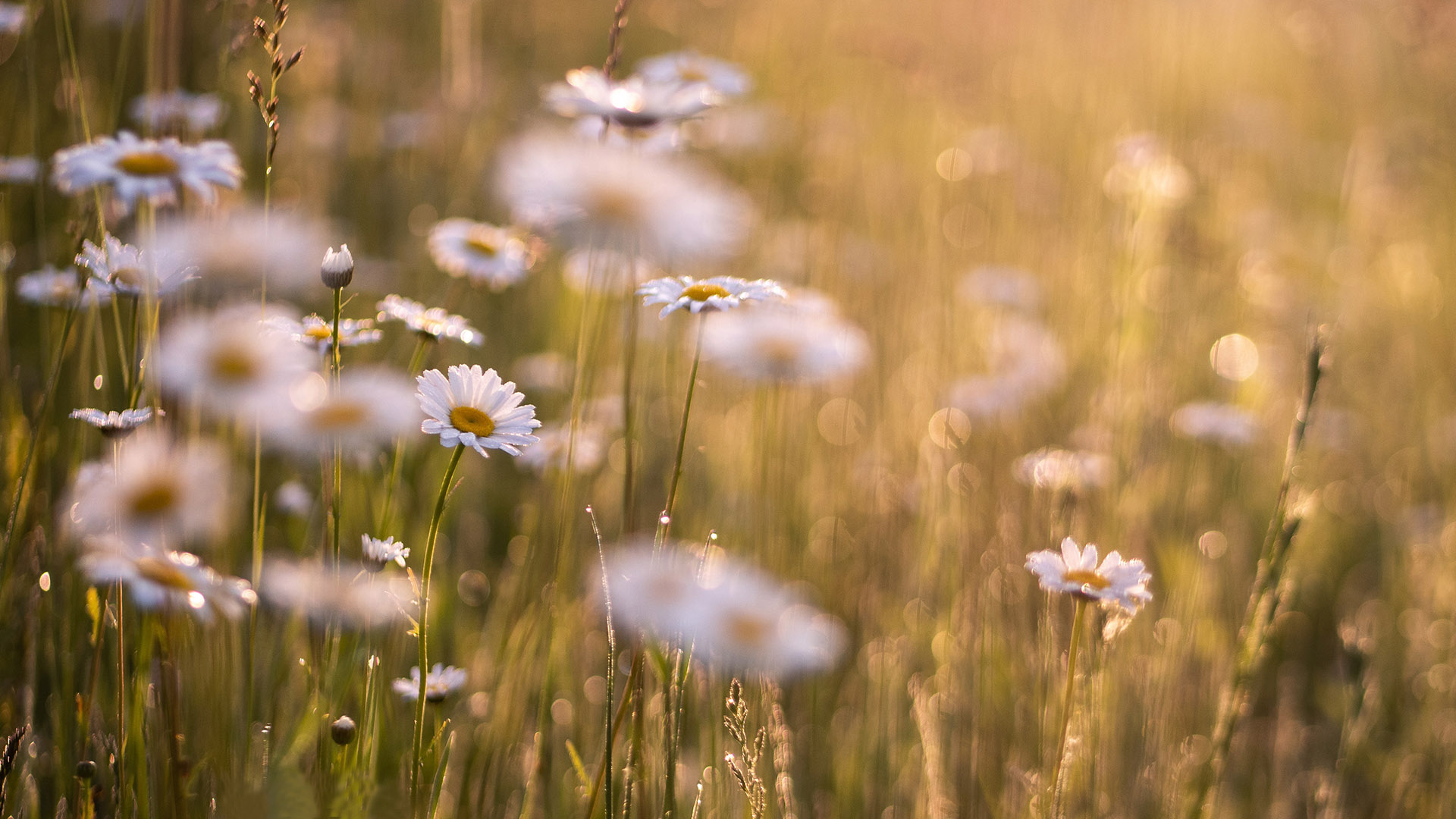 Blomsteräng